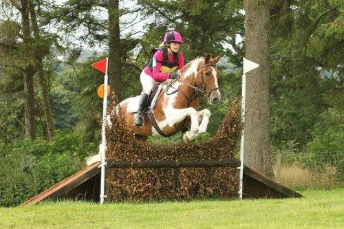 7yo 15hh skewbald gelding for sale